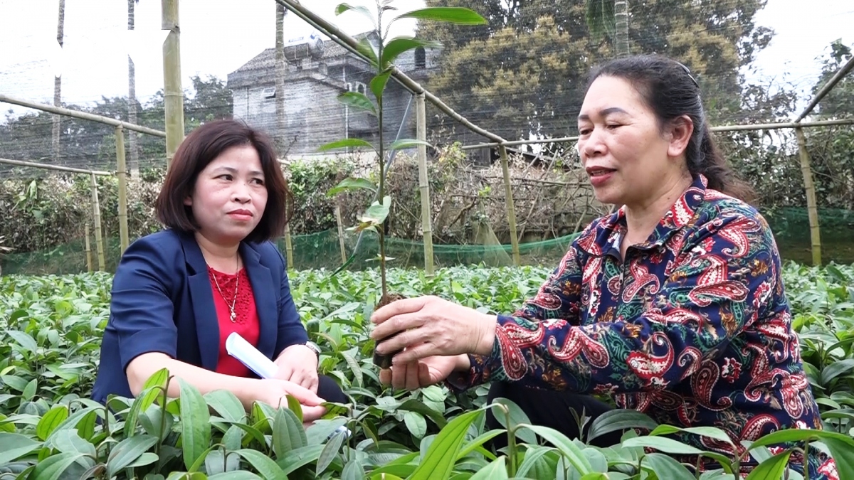 yen bai phan dau tro thanh trung tam che bien lam san cong nghe cao hinh anh 1