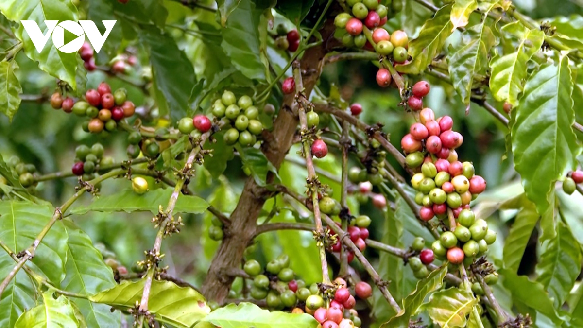 Giá cà phê hôm nay 23/12: Giá cà phê Robusta và Arabica đồng loạt giảm