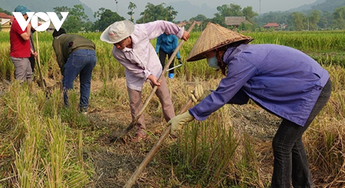 Đồng bào dân tộc thiểu số ở Yên Bái khẩn trương gieo cấy vụ đông