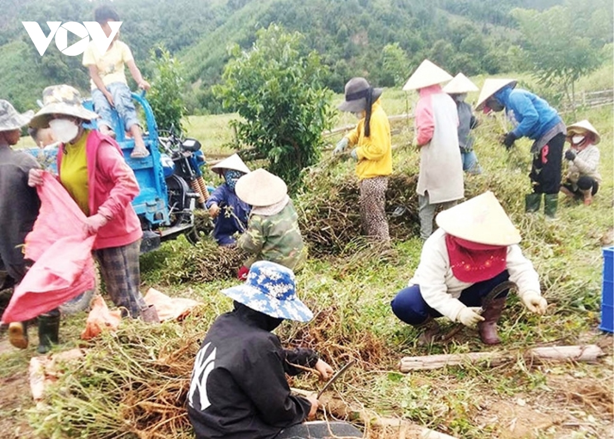 hieu qua buoc dau du an trong cay duoc lieu o vung dat a luoi hinh anh 3