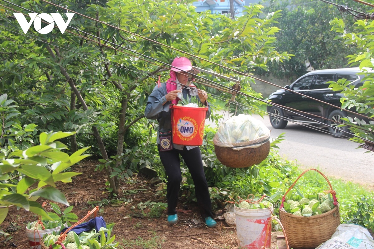 lang son tap trung phat trien na trai vu hinh anh 3