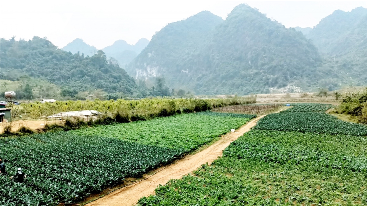 chu dong phong chong ret dam, ret hai cho cay trong, vat nuoi hinh anh 3