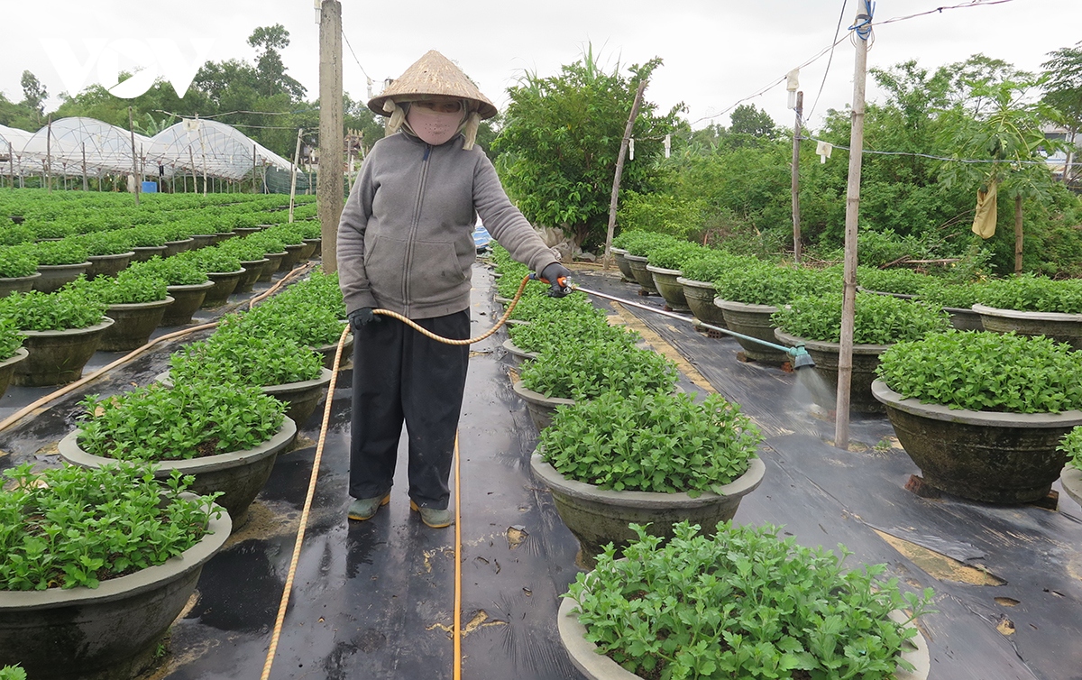 nong dan Da nang tat bat vu hoa tet hinh anh 1