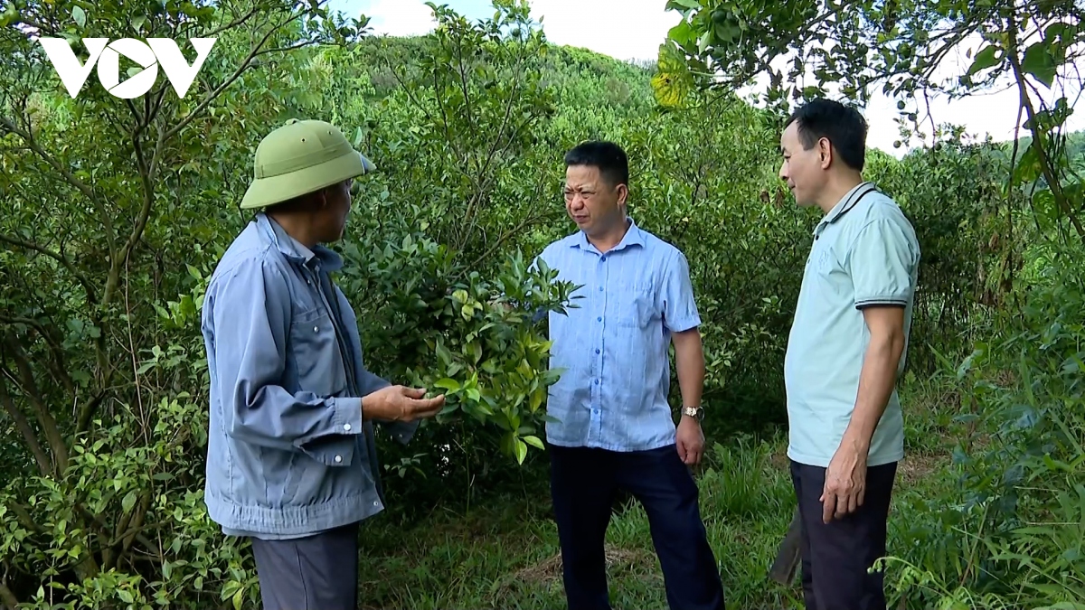 cần lời giải cho bài toán cây cam văn chấn hình ảnh 2 can loi giai cho bai toan cay cam van chan hinh anh 2