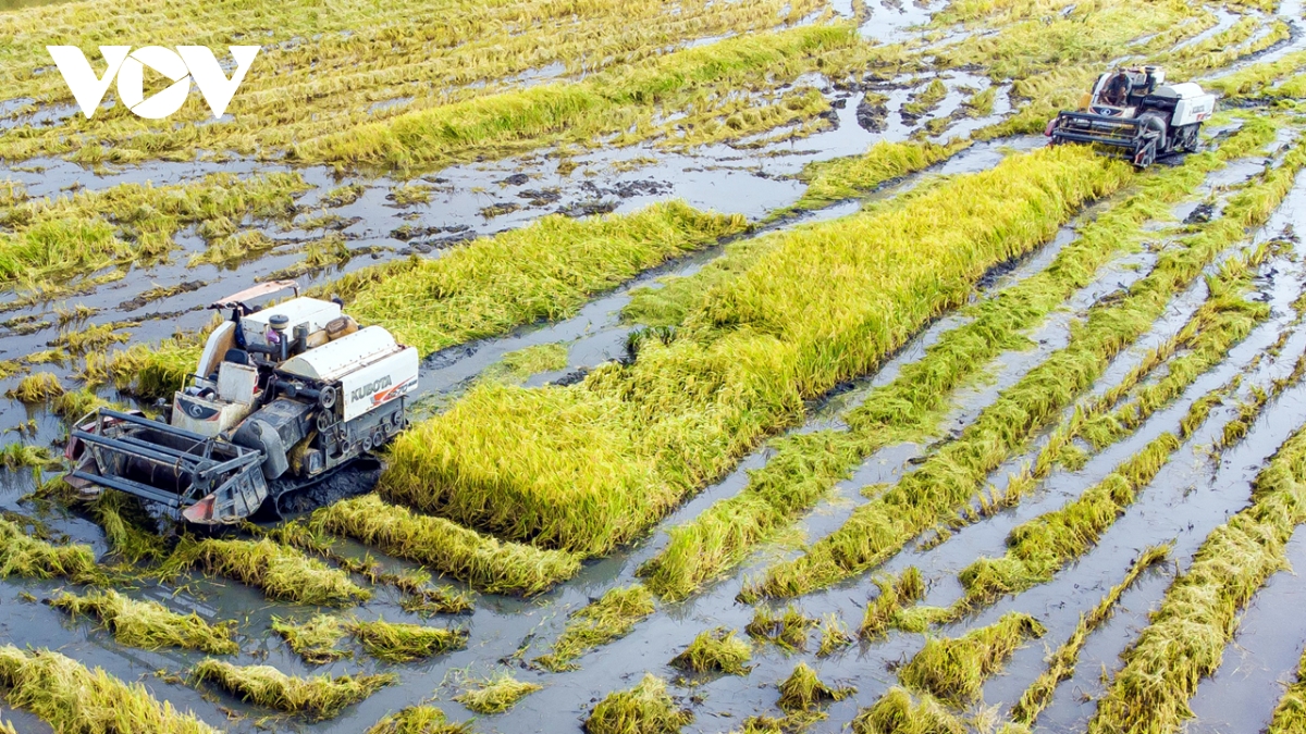 Người dân Cà Mau trúng mùa được giá lúa trên đất nuôi tôm