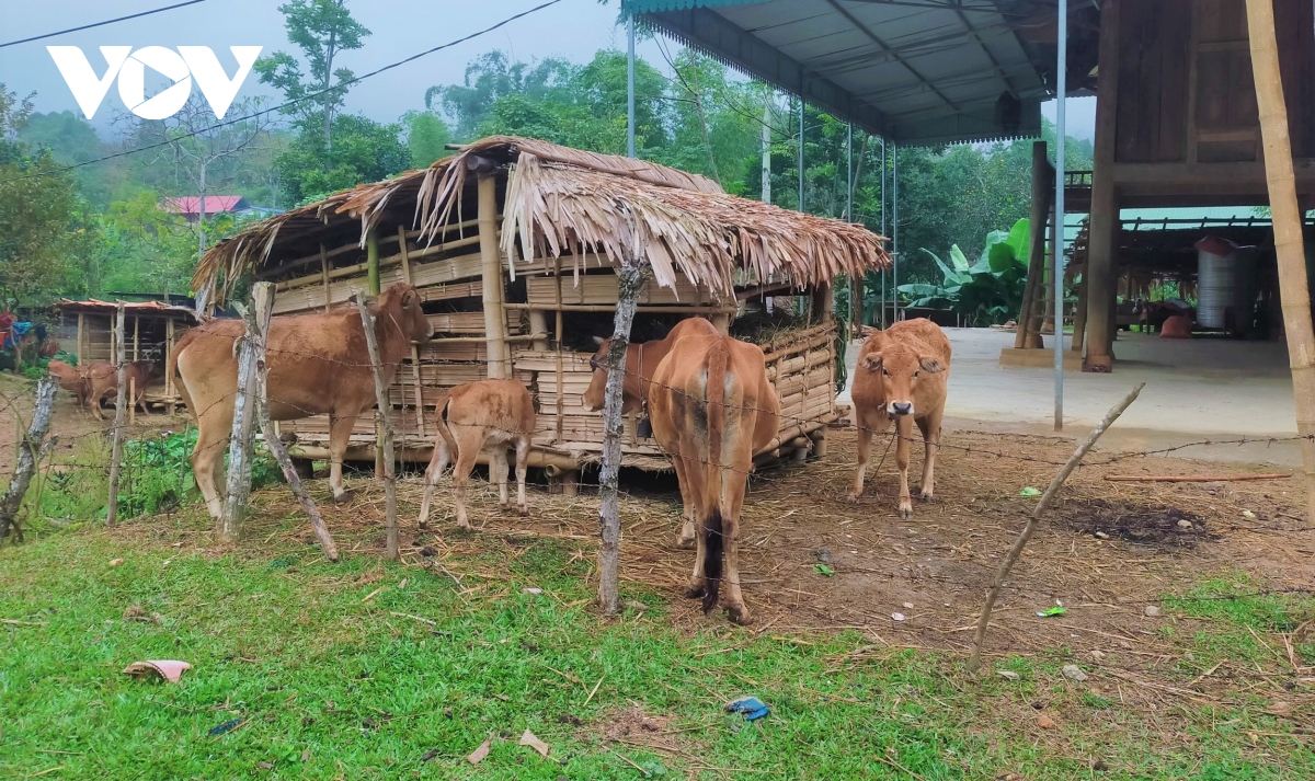 nguoi dan mien nui nghe an tim cach chong ret cho dan gia suc hinh anh 2