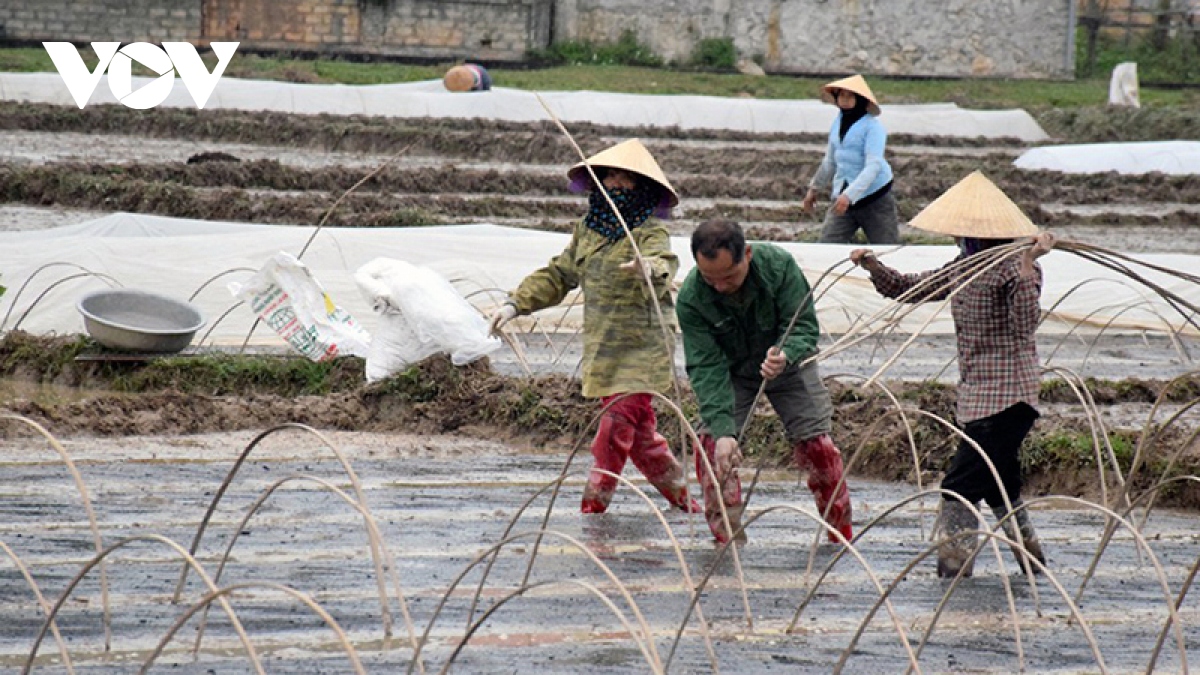 Bắc Bộ rét đậm diện rộng, vùng núi rét hại có nơi 3 độ C