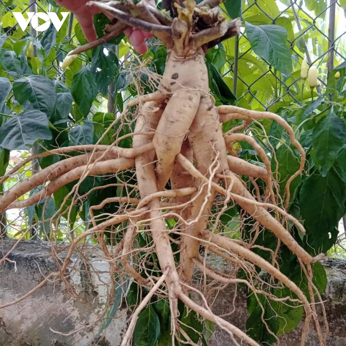 hieu qua buoc dau du an trong cay duoc lieu o vung dat a luoi hinh anh 8