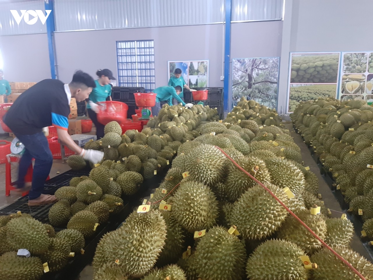 nhieu nha vuon o tien giang thu tien ty nho trai sau rieng nghich vu hinh anh 1