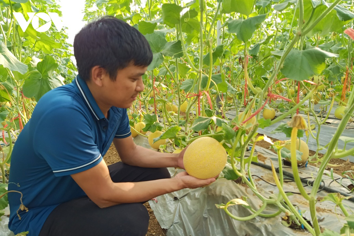 chuyen doi cay trong giup nang cao gia tri san xuat nong nghiep o lai chau hinh anh 1