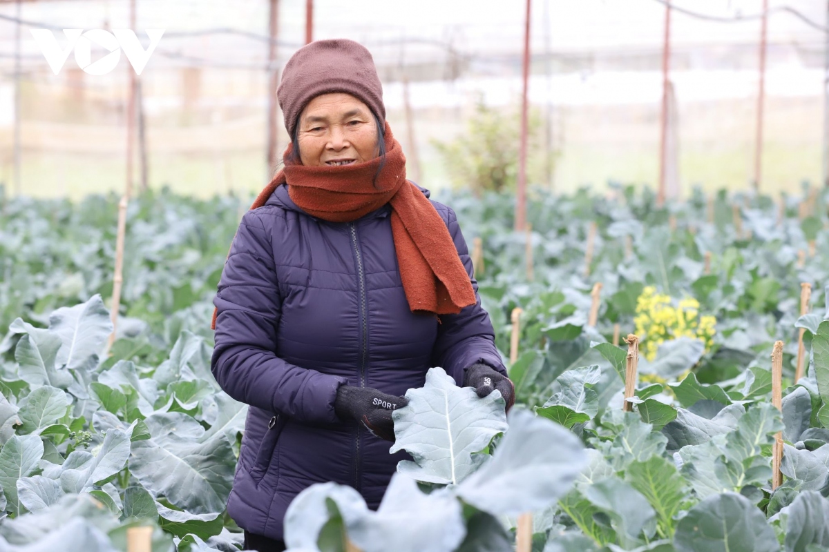 Nông dân Sơn La chủ động ứng phó, giảm thiểu thiệt hại do giá rét