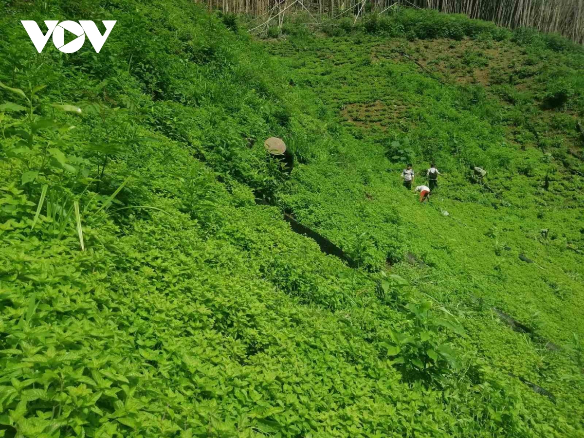 cao bang phat huy hieu qua kinh te tu cay thach den hinh anh 1