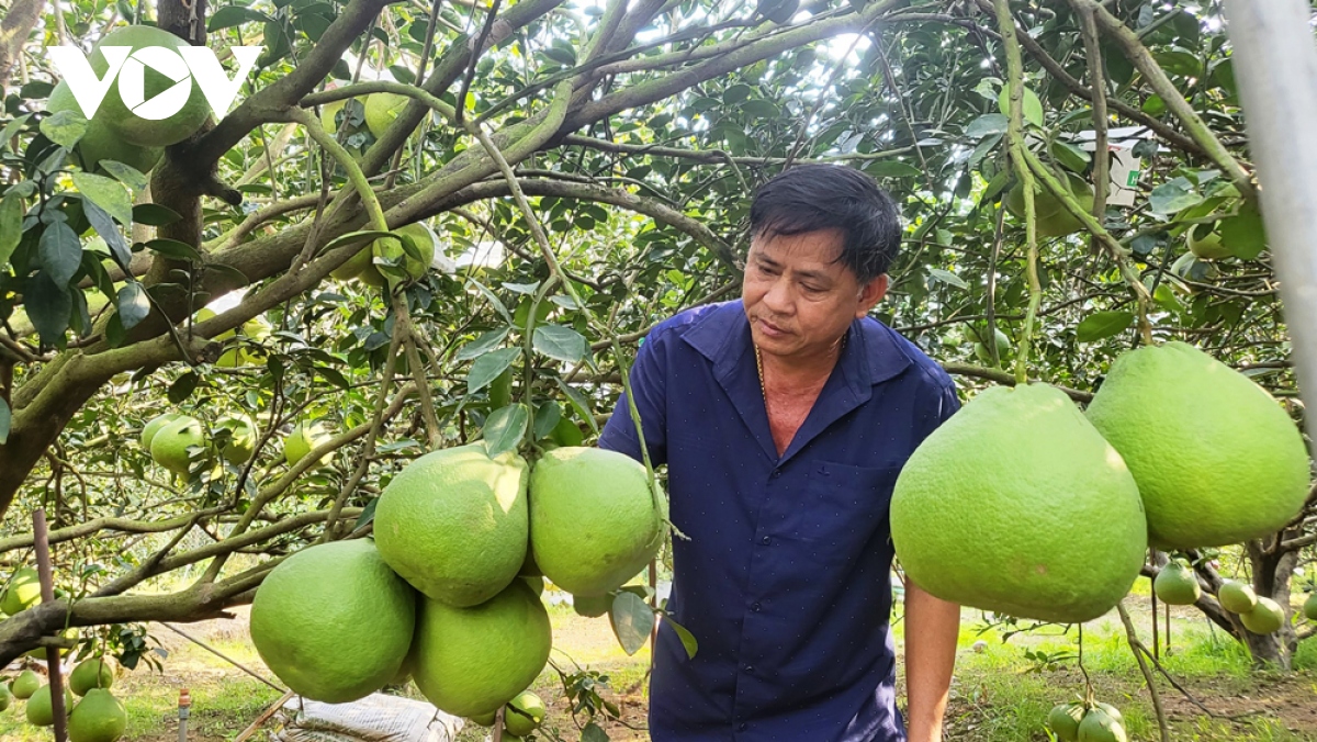 Làng bưởi Bạch Đằng lo không đủ hàng bán Tết