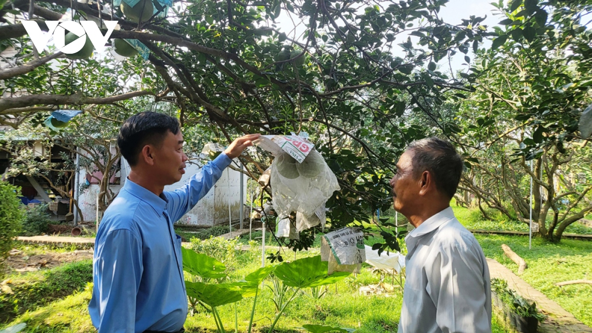 lang buoi bach Dang lo khong du hang ban tet hinh anh 5