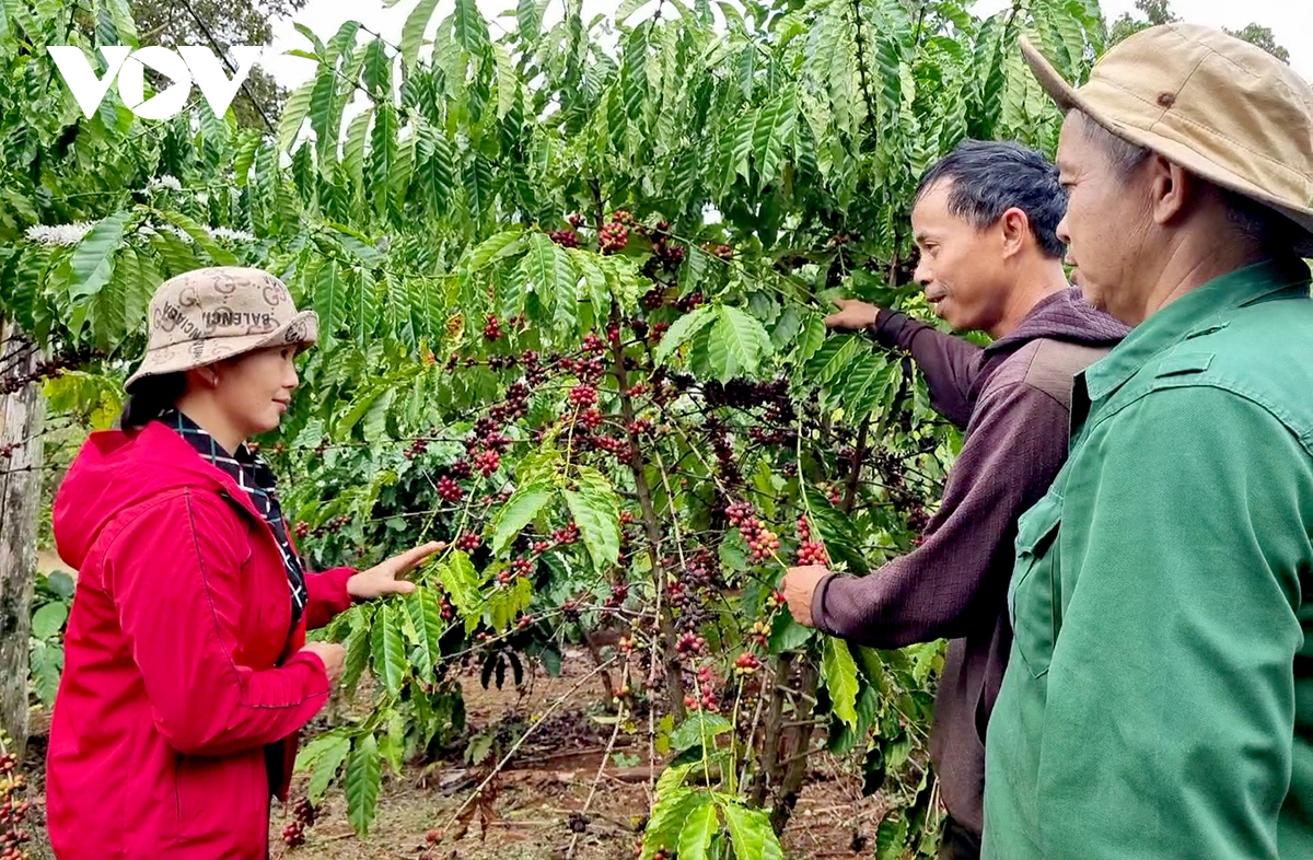 nguoi dao o cu sue lam giau nho thay doi tu duy san xuat hinh anh 1