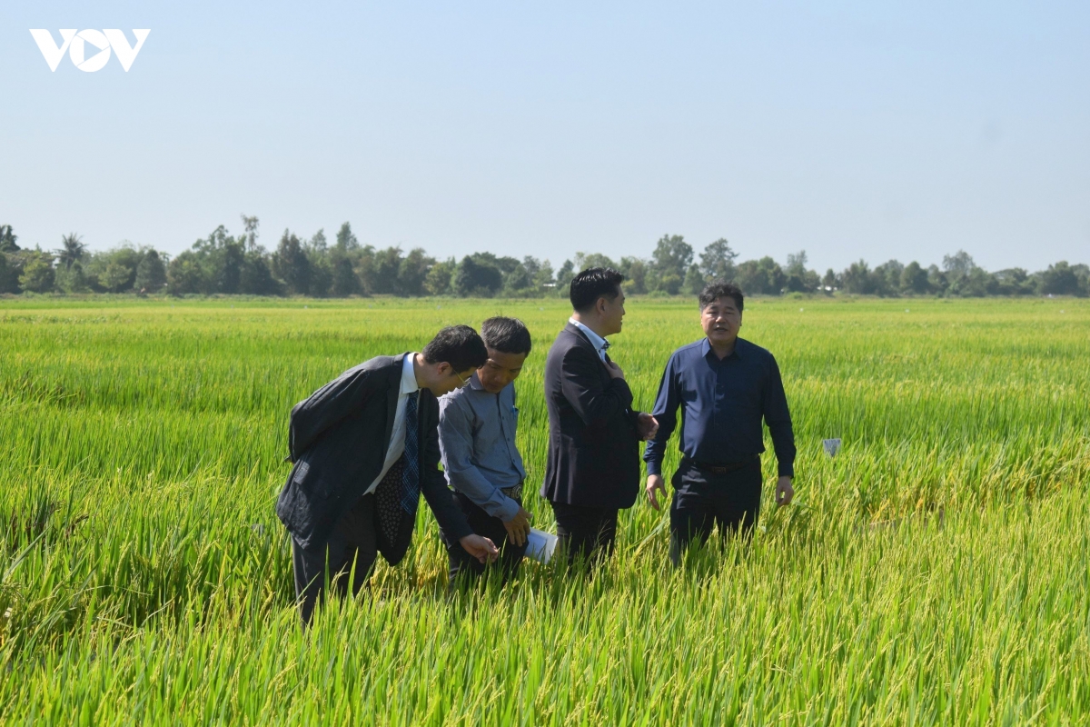 cong nghe gop phan cho su thanh cong cua De an 1 trieu ha lua o Dbscl hinh anh 2