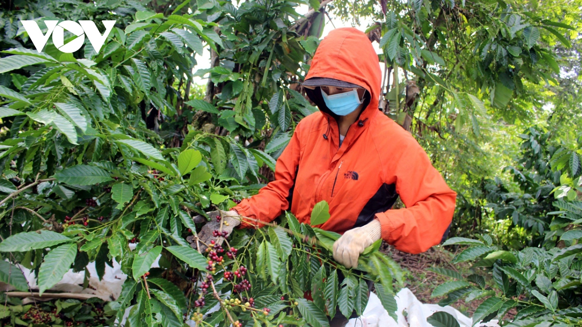 Giá cà phê hôm nay 27/1: Giá cà phê trong nước áp sát mức 76.000/kg