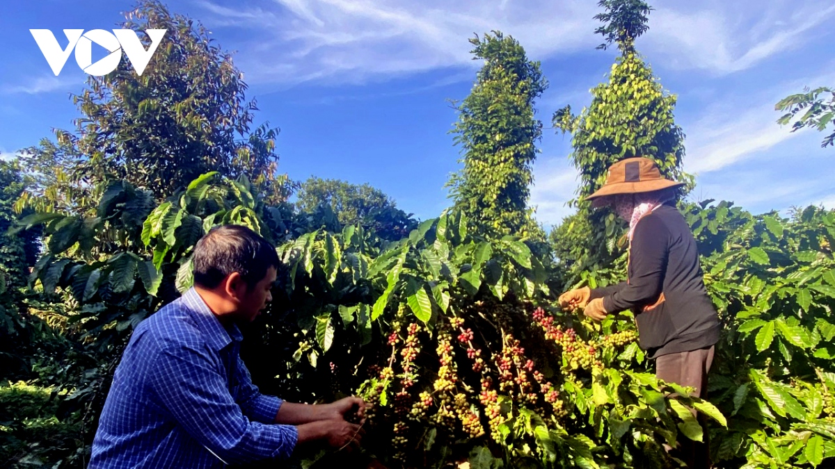 Giá cà phê hôm nay 23/1: Giá cà phê Robusta và Arabica đồng loạt tăng