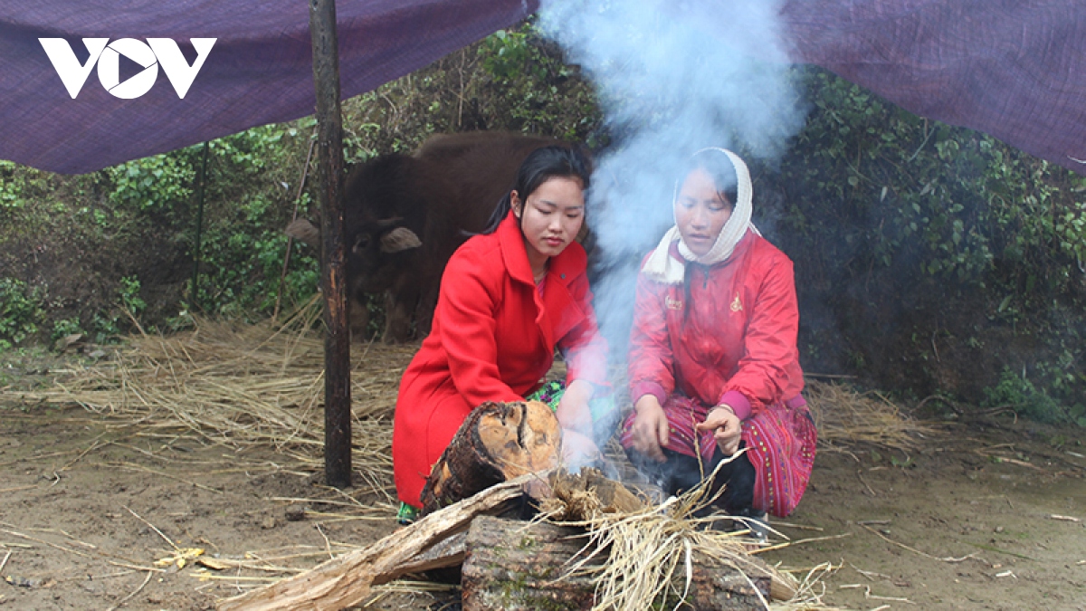 Nhiều phương án phòng chống đói rét cho đàn vật nuôi ở Sơn La