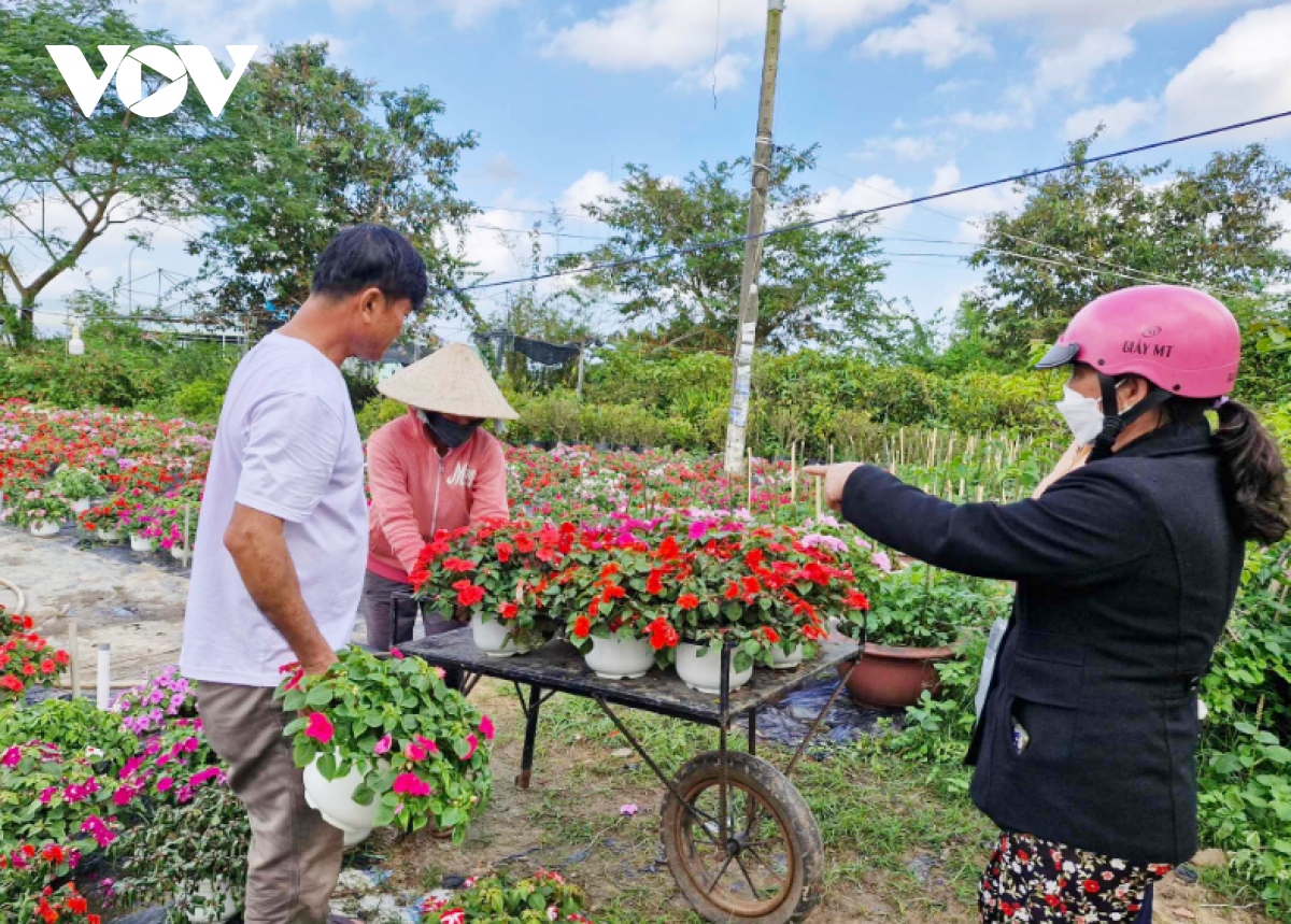 Nông dân Duy Xuyên vào vụ hoa Tết