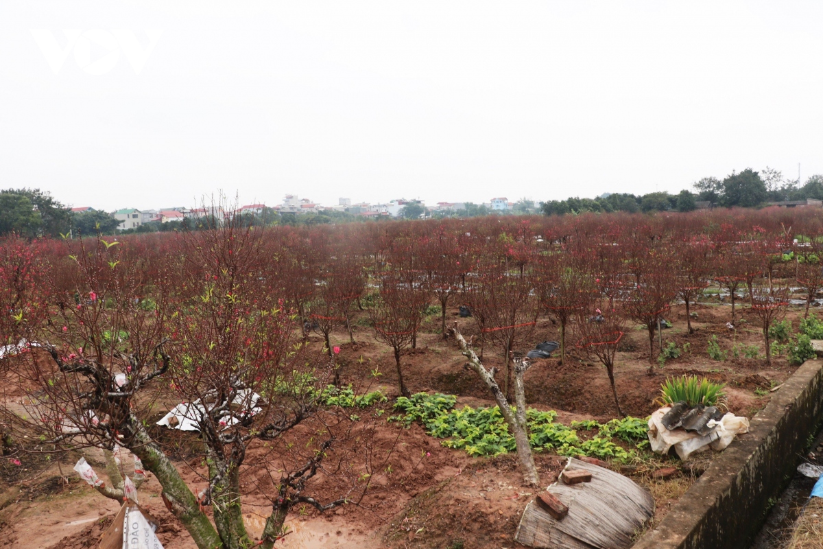 nguoi trong dao bac ninh tat bat vao vu tet hinh anh 1