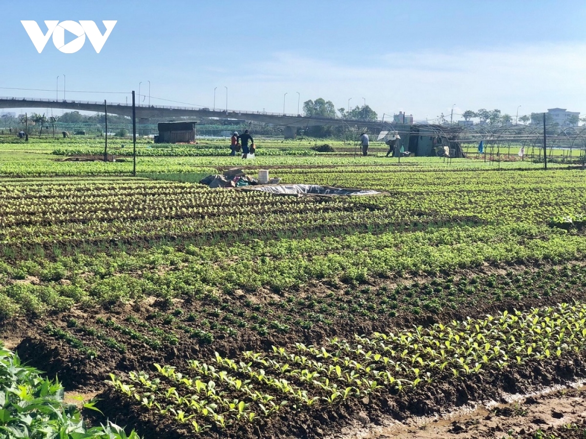 Đảm bảo nguồn cung rau xanh dịp Tết Nguyên đán