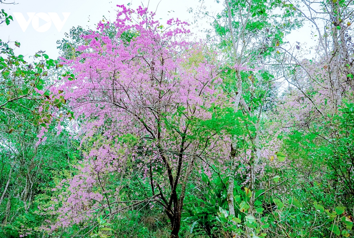 ngam loai hoa bao hieu mua xuan tren mien cao tay bac hinh anh 7