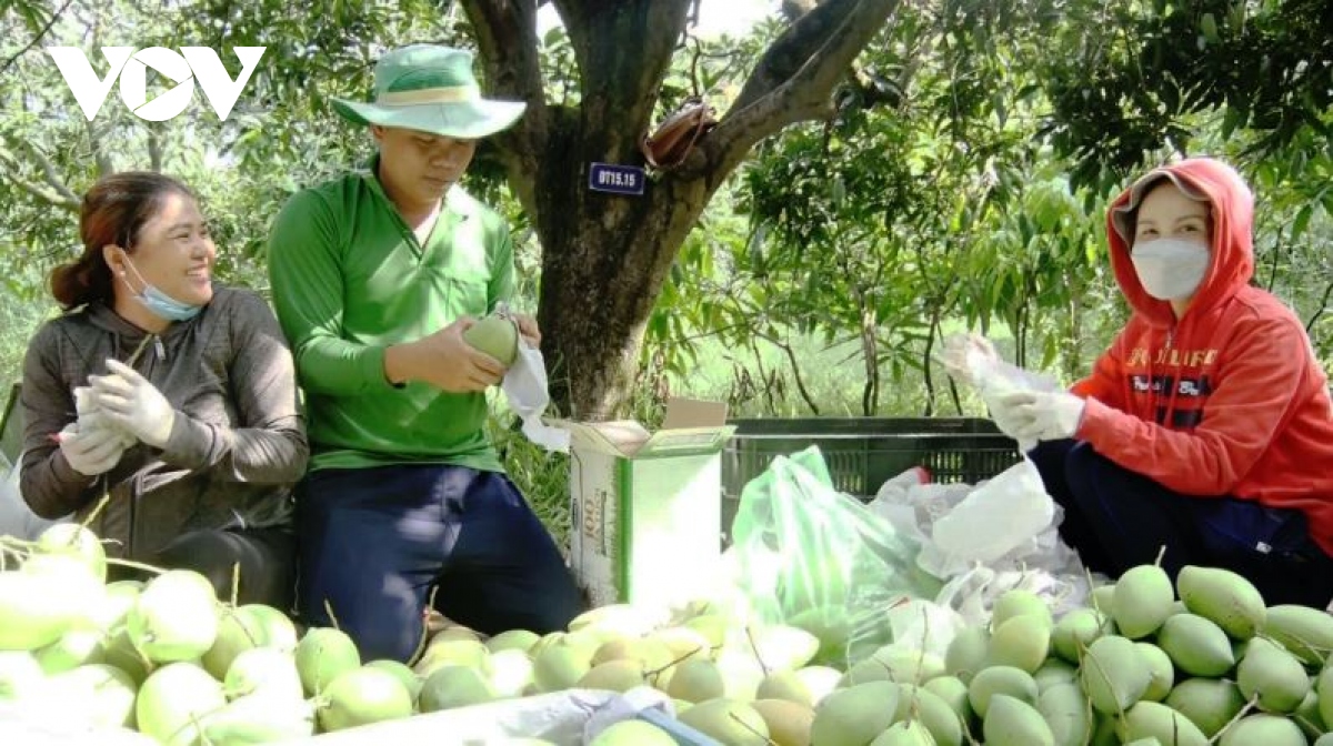 Tiền Giang tìm giải pháp “giữ chân” cây xoài cát Hòa Lộc