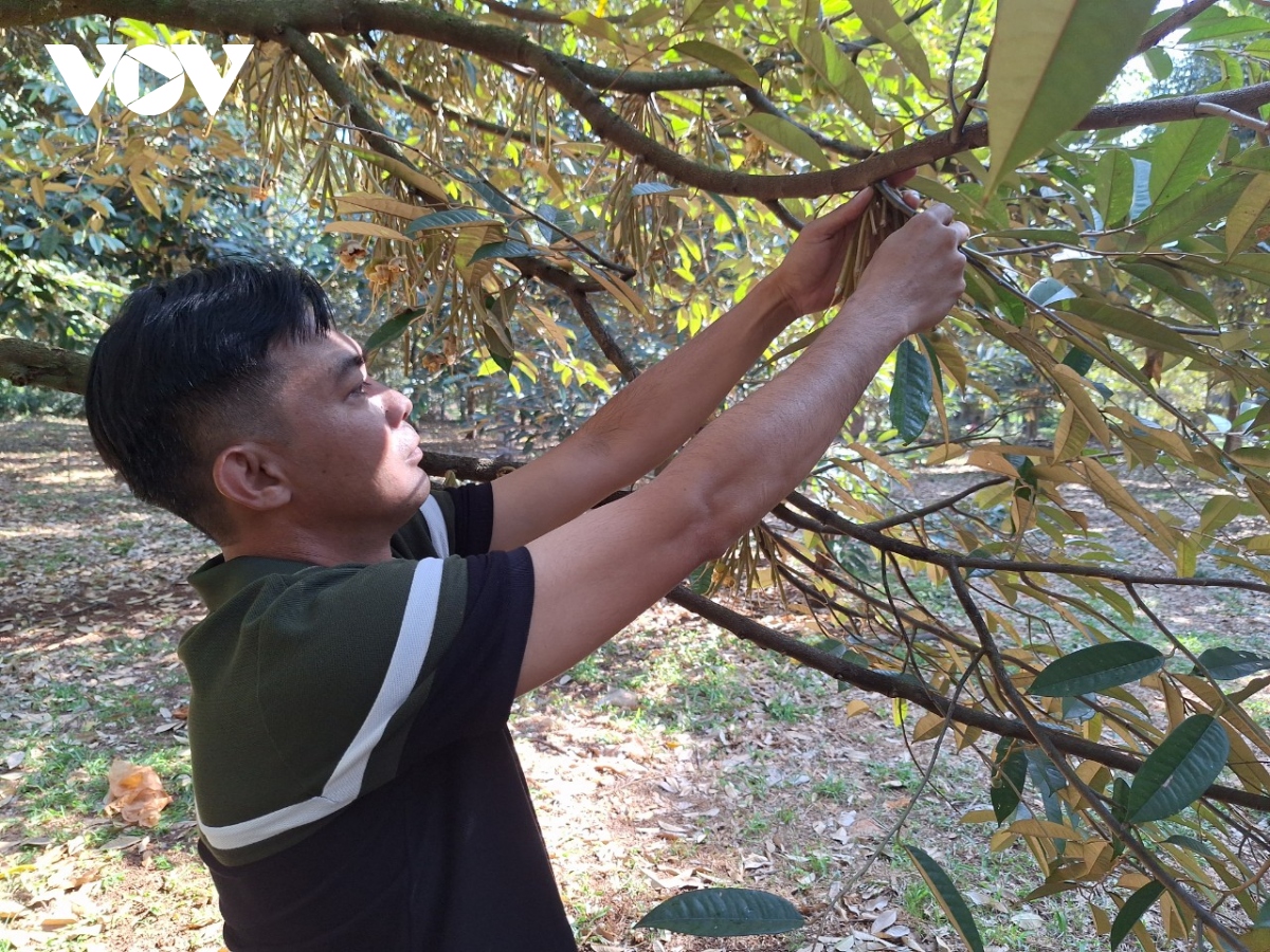 se co nhieu trieu phu sau rieng o Dong nai hinh anh 1