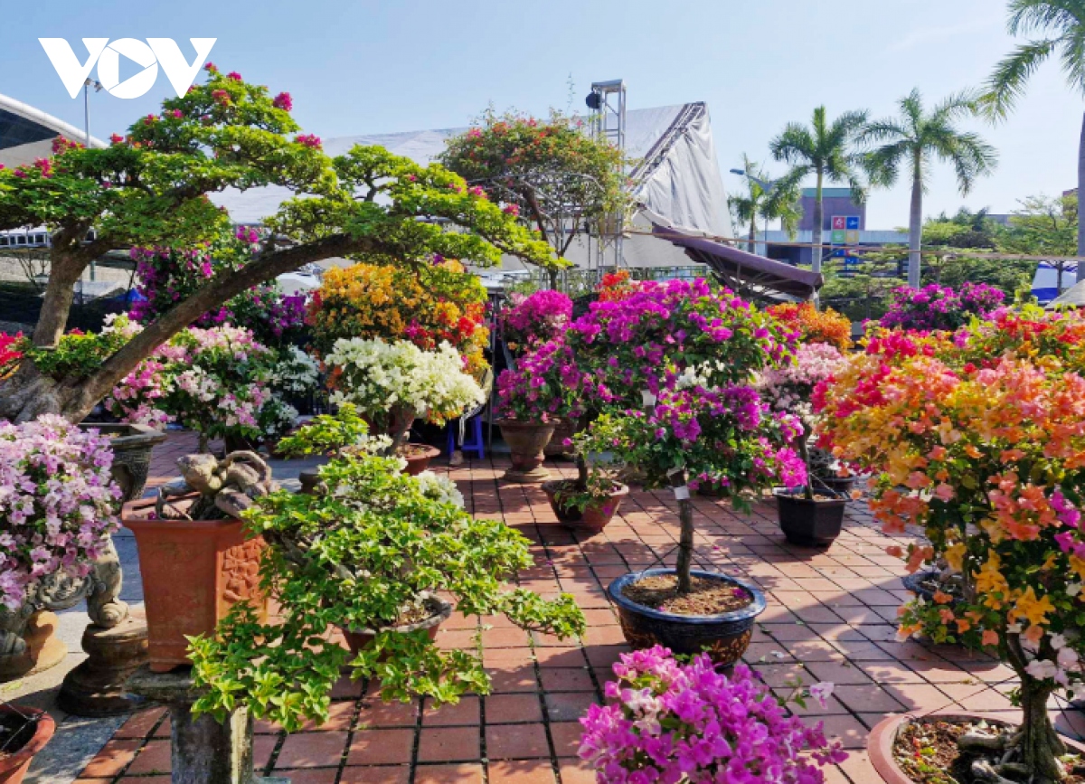 cho hoa tet Da nang tram lang, nguoi ban sot ruot dung ngoi khong yen hinh anh 6