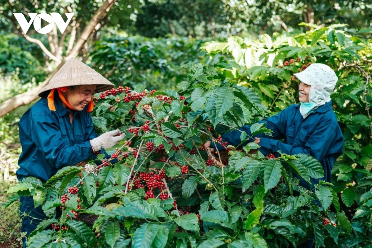 ca phe tang gia, nong dan vui mung, doanh nghiep lo lang hinh anh 2