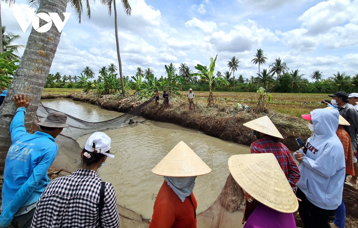 net van hoa tat dia bat ca dong an tet o ca mau hinh anh 2