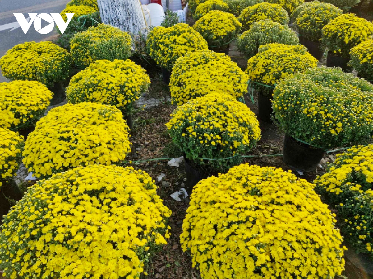 cho hoa tet Da nang tram lang, nguoi ban sot ruot dung ngoi khong yen hinh anh 4