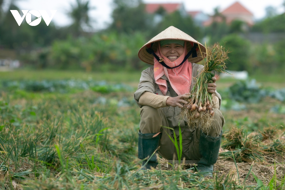 Nông dân Hải Dương rộn ràng xuống đồng đầu năm mới