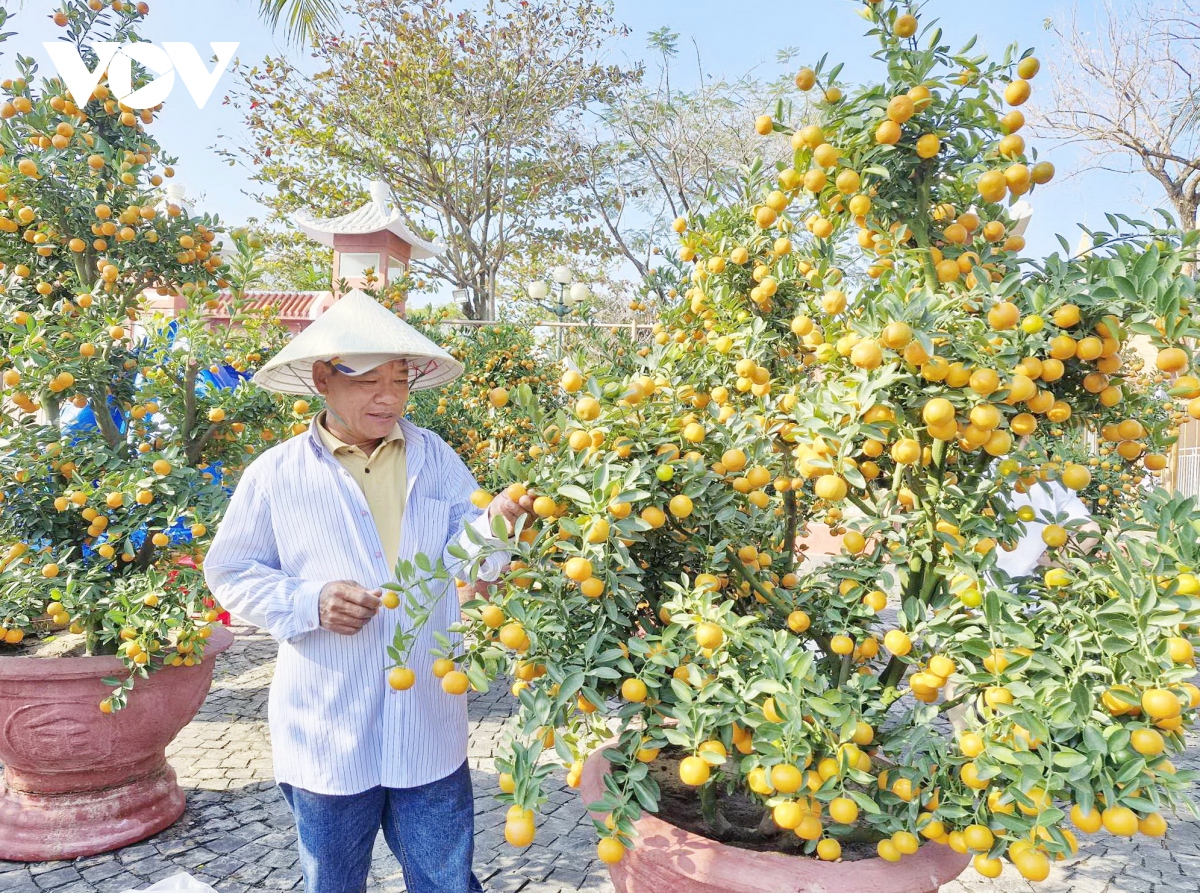 cho hoa tet Da nang tram lang, nguoi ban sot ruot dung ngoi khong yen hinh anh 2
