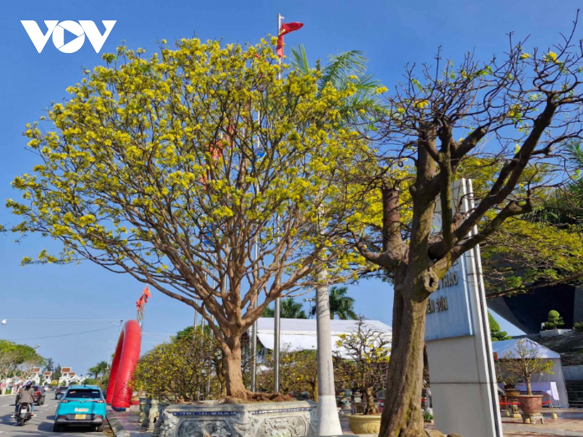 cho hoa tet Da nang tram lang, nguoi ban sot ruot dung ngoi khong yen hinh anh 8