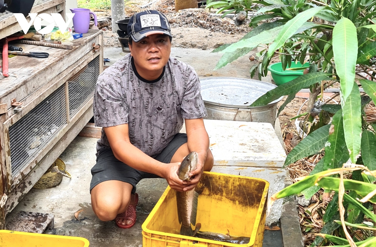 net van hoa tat dia bat ca dong an tet o ca mau hinh anh 7