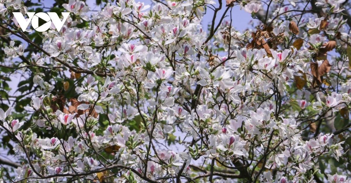 Stunning ban flowers appear in full bloom in Dien Bien