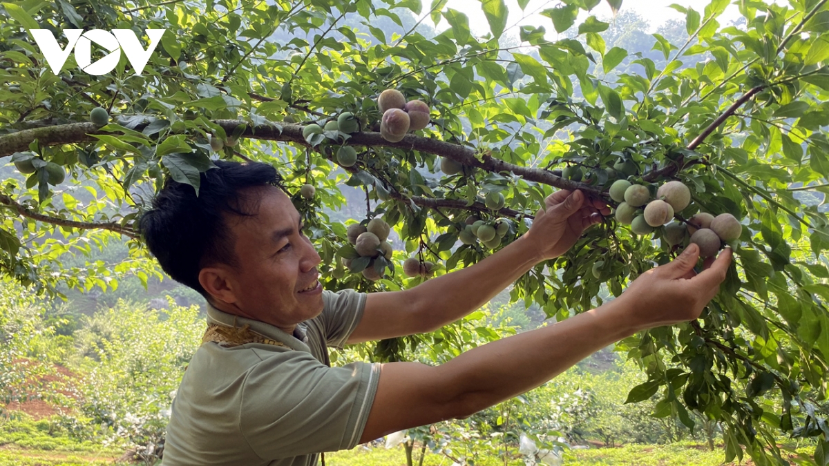 Chìa khoá để Sơn La đưa nông sản vươn xa