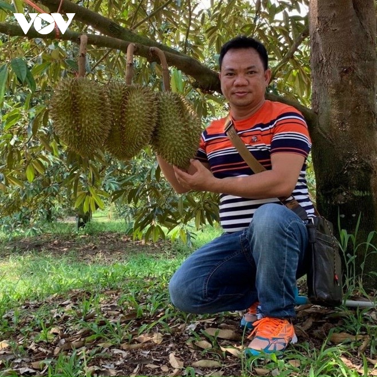 se co nhieu trieu phu sau rieng o Dong nai hinh anh 2