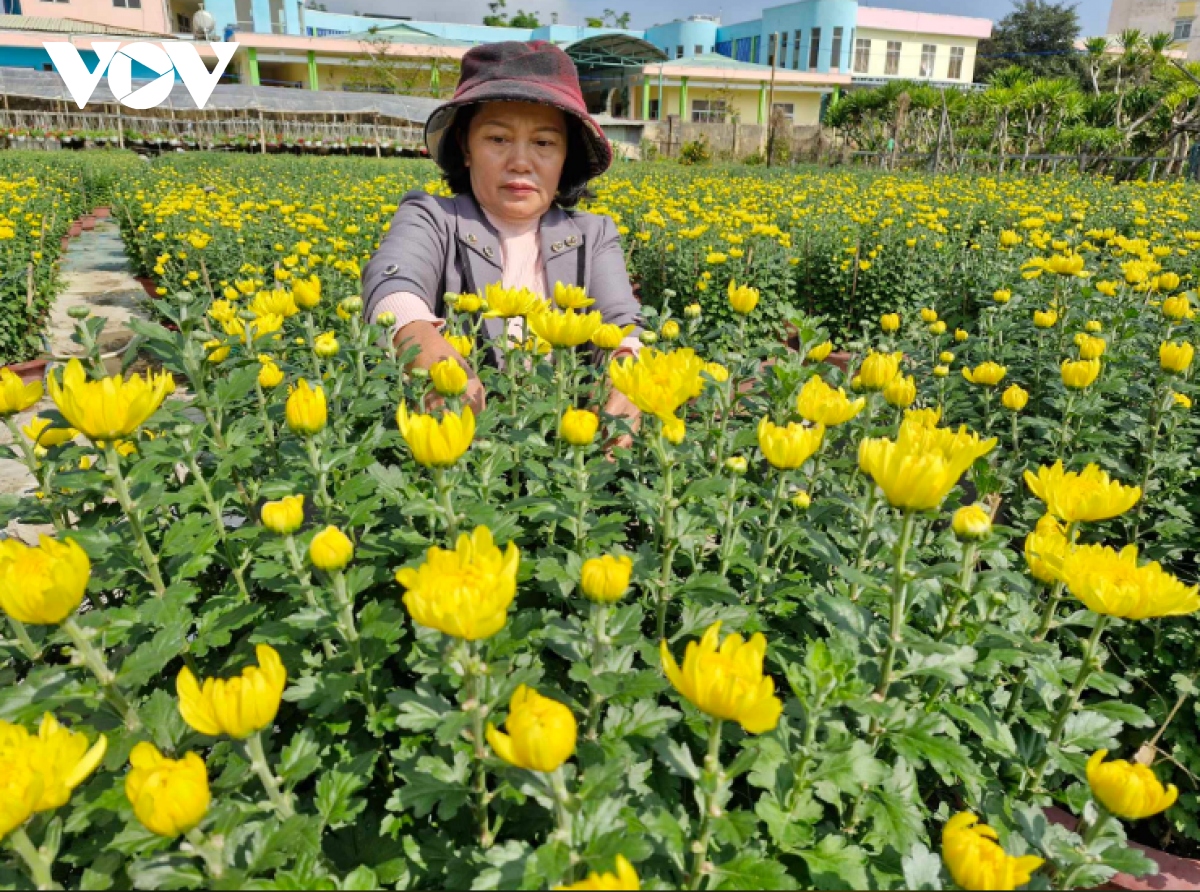 nong dan Da nang phan khoi vi hoa tet duoc mua, duoc gia hinh anh 2