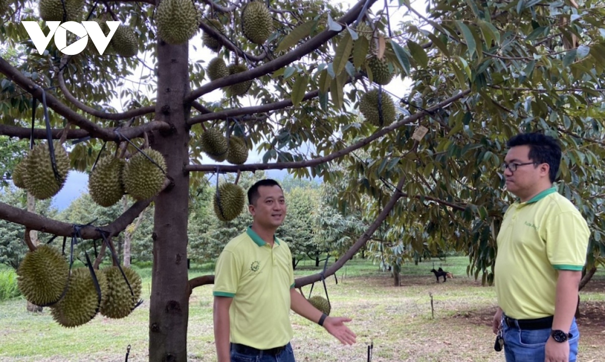sẽ có nhiều triệu phú sầu riêng ở Đồng nai hình ảnh 3 se co nhieu trieu phu sau rieng o Dong nai hinh anh 3