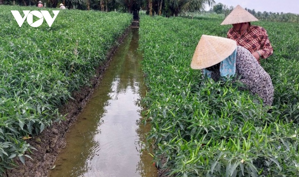 tien giang chu dong ung pho voi nuoc man o song rach dang tang dan hinh anh 2