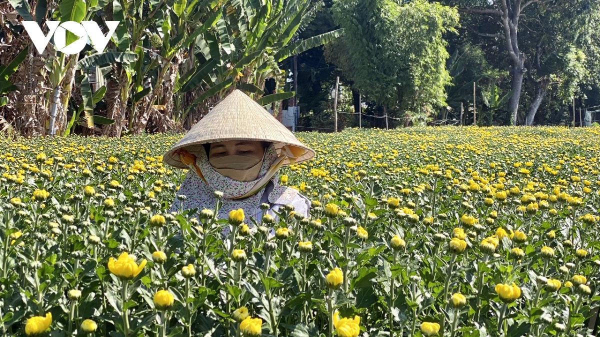 thuong lai huy keo khien nguoi trong hoa tet o ba ria - vung tau dieu dung hinh anh 1