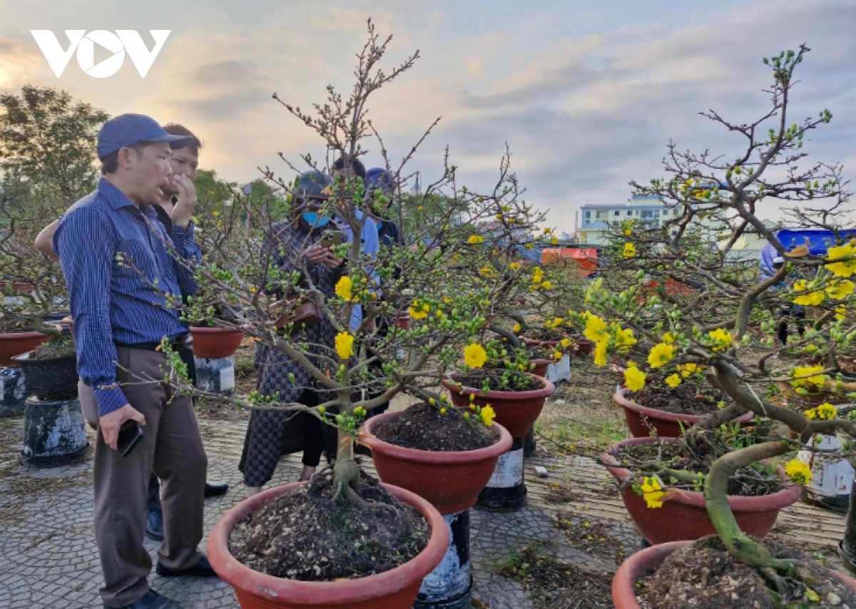 cho hoa tet Da nang tram lang, nguoi ban sot ruot dung ngoi khong yen hinh anh 7