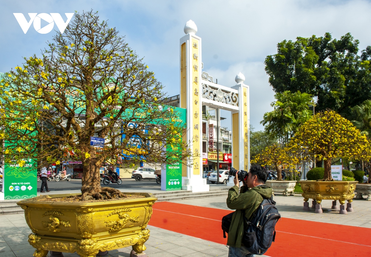 ngam mai vang khung tai le hoi hoang mai xu hue hinh anh 11