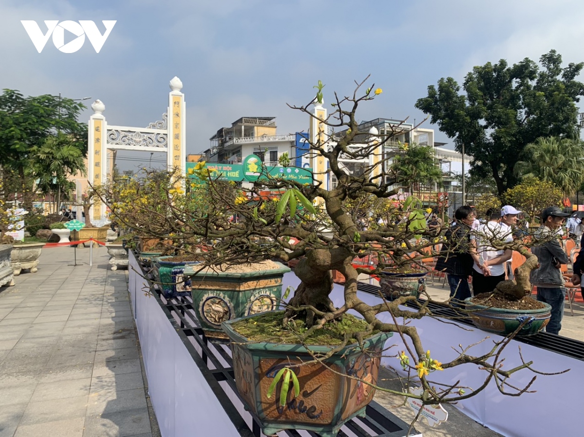 Khai mạc Lễ hội Hoàng mai Huế 2024