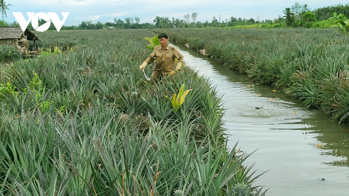 gia khom o hau giang tang cao nhung thieu hut nguon cung hinh anh 1