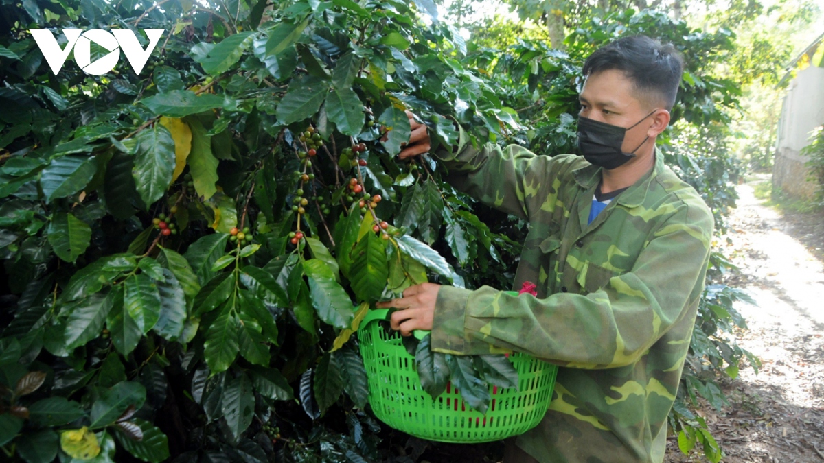 Giá cà phê hôm nay 12/9: Giá cà phê trong nước tăng 100 đồng/kg