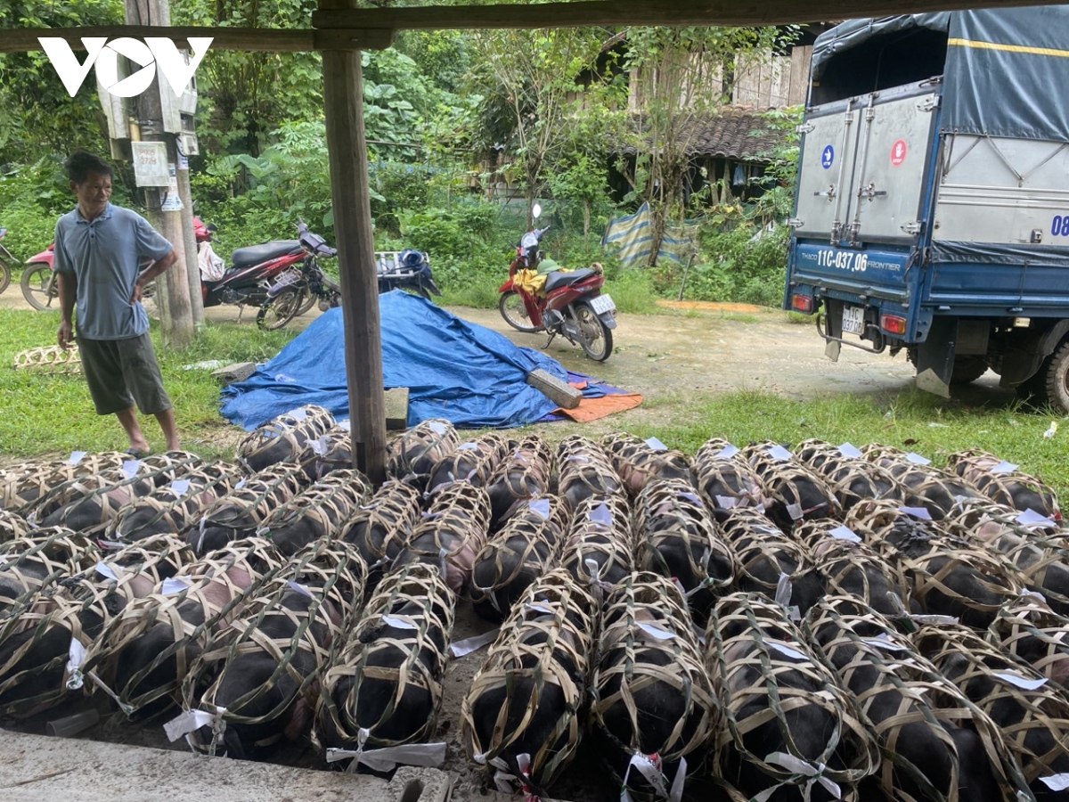 Dành hơn 1.500 tỉ đồng đầu tư cho đồng bào dân tộc thiểu số và miền núi